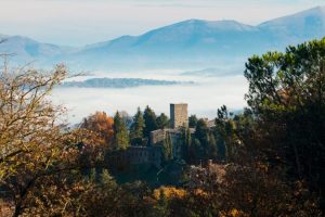 Castello-di-Petroia---Ulivi-(4)