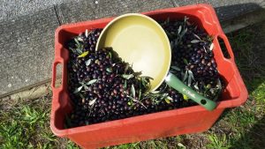 Olivilla---Padella-e-olive-(3)