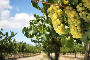 Macon-Chardonnay