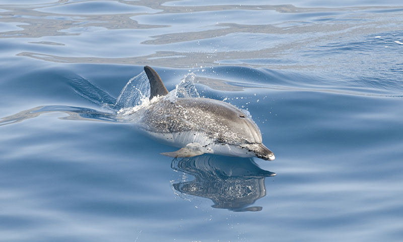 Isole Canarie, dove balene e delfini sono liberi di assembrarsi (e sono  tutelati) - Daily Mood